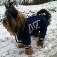 В аэропорту Колумбии "работает" самый маленький пёс-ищейка