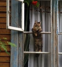 К мужчине в гости постоянно приходят чужие домашние коты