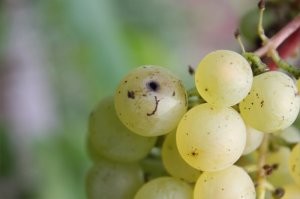 Необычные вещи и явления, за которыми и ходить далеко не надо