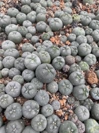 Lophophora williamsii