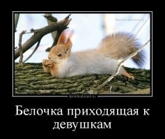 Просто к белкакару пришла...