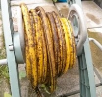 Банановый рулон...