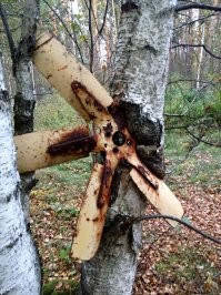 На старой вырубке. Кудряшёвский заказник. НСО.