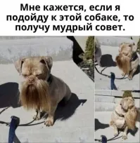 Одно из двух...или этот пес сейчас оденет косуху, черные очки, возьмет в лапы гитару и сыграет Bad to the bone или спросит - Зачем пришел ко мне сын мой.