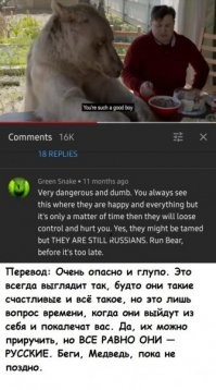 Отдых на природе в компании медведя