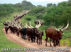 Такие зрелища не каждый день увидишь!