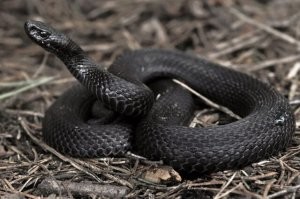 касательно наличия "желтых ушей" , поддерживаю!