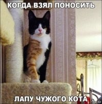 20+ кадров, заряженных кошачьей милотой