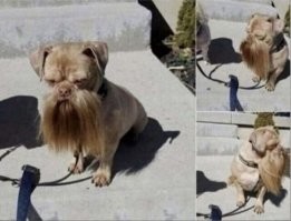 Собака из ZZ Top
