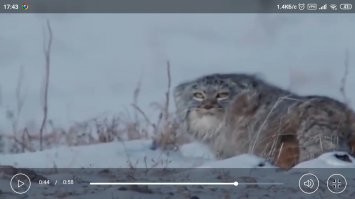 Этот взгляд говорит о том что котяво их запомнил. Жди беды.