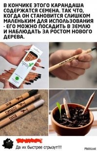 Объясните автору, что шалфей, томат и базилик - это не деревья. А то еще одна ГретаТумберг вырастет.