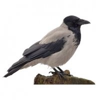 Ворона

Ворон

Грач

Галка

Галкин