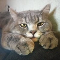 20+ кадров, заряженных кошачьей милотой