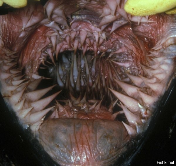 7. Последнее, что видит рыба в Антарктиде

.
.
.
Пфффф..... Рот кожистой черепахи интересней будет.