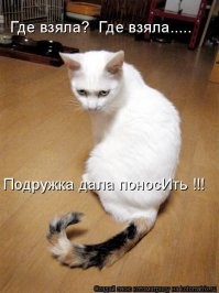 20+ кадров, заряженных кошачьей милотой
