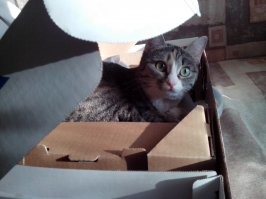 кошки и упаковка... это да. тема