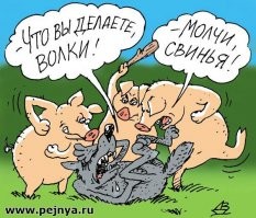 Две свиньи обратили дикого медведя в бегство