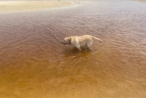 Чё-то как-то не особо верится. Во-первых вода не такая уж и коричневая. Во вторых у меня в деревне в речке вода такая же без всяческих чайных листьев, просто грунт такой. Ну и в третьих - это сколько же листьев должно нападать, чтобы цвет воды изменить? Учитывая что чай в Австралии выращивают только на плантациях, чайное дерево не эндемик.