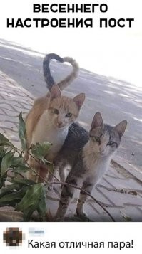 Коты Зеленоградска