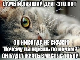 Без кота и жизнь не та