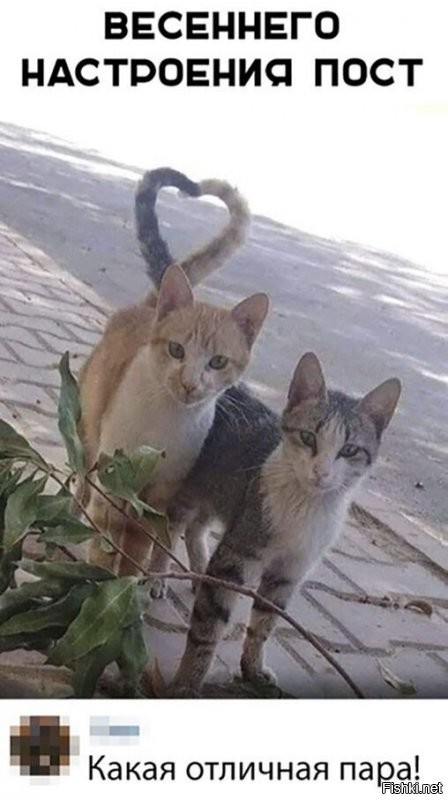 Коты Зеленоградска