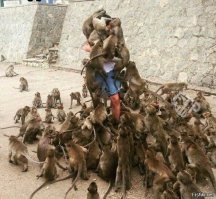 Обезьяны напали на туристов в Гибралтаре