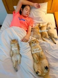 Без кота и жизнь не та