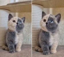 Коты учат, как правильно проводить время в кругу семьи