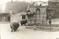 Многие тут отписались что бегмоты опасные звери. Но судя по всему они частично приручаются.