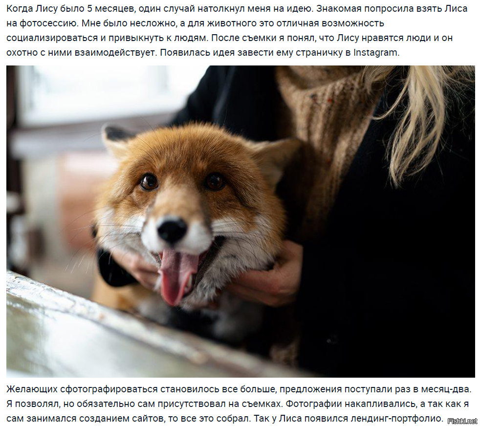 Лис имя полное. Лиса кличка. Клички для Лис. Прозвище Лисенок. Прозвище лисицы.