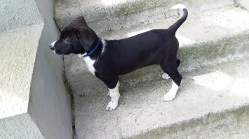 У меня обе подобранки. Такие славные девчули! Обожаю их таких разных, но замечательных. Младшая Нора. Было-стало. Вдвоём на первой прогулке за пределы участка. И старшая Гера с любовью принявшая малышку с улицы.