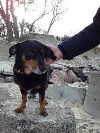 У меня обе подобранки. Такие славные девчули! Обожаю их таких разных, но замечательных. Младшая Нора. Было-стало. Вдвоём на первой прогулке за пределы участка. И старшая Гера с любовью принявшая малышку с улицы.