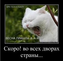 Третий не лишний: схватка мартовских котов