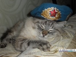 Наши коты явно брутальнее