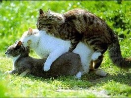 Третий не лишний: схватка мартовских котов