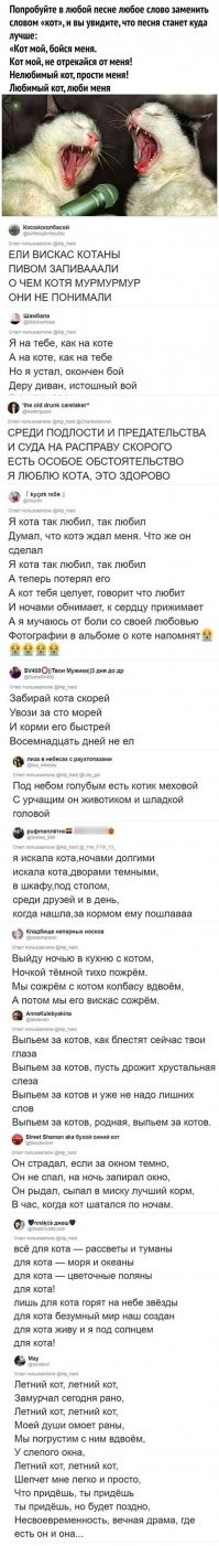 Выйду ночью в поле с котом, Ночкой тёмной тихо пойдём. Мы пойдём с котом по полю вдвоём, Мы пойдём с котом по полю вдвоём. Ночью в поле звёзд благодать… В поле никого не видать. Только мы с котом по полю идём, Только мы с котом по полю идём. Сяду я верхом на кота, Ты неси по полю меня. По бескрайнему полю моему, По бескрайнему полю моему. Дай-ка я разок посмотрю   Где рождает поле зарю. Аль брусничный цвет, алый да рассвет, Али есть то место, али его нет. Полюшко моё, родники, Дальних деревень огоньки, Золотая рожь да кудрявый лён   Я влюблён в тебя, Россия, влюблён. Будет добрым год-хлебород, Было всяко, всяко пройдёт. Пой, златая рожь, пой кудрявый лён, Пой о том, как я в Россию влюблён! Пой, златая рожь, пой кудрявый лён… Мы идем с котом по полю вдвоем…