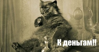 Птица унизила любопытного кота