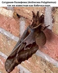 А живет она надеюсь ТОЛЬКО в Австралии?))))