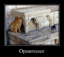 Птица унизила любопытного кота