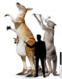 Гигантские вымершие кенгуру