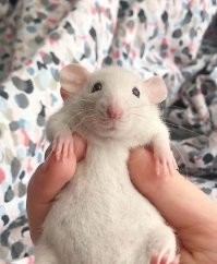 Во, какие бывают.