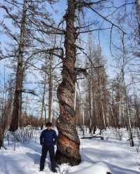В моём детстве батя в половодье выловил иву закрученную где-то метр в диаметре. Пилить еще ладно, а вот колоть - это тот еще п"здец, только успевай клинья задалбливать...