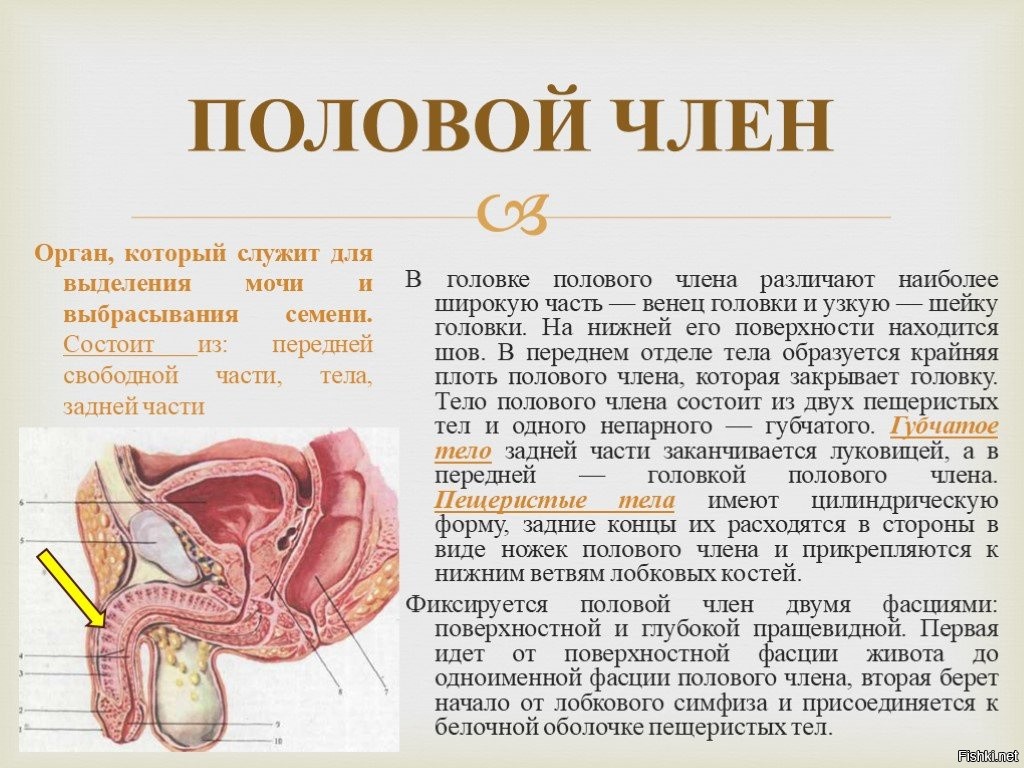 Пол орган. Строение полового органа. Описание половых органов. Строение полового органа мужчины.