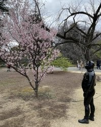 Зеленский уже в Японии наблюдает за сакурой?