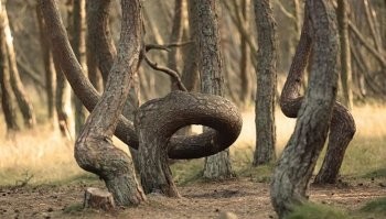 Да, у нас про Танцующий лес тоже много мистики напридумывали для туристов. Но исследования показали что это поражение вредителями на начальной стадии роста. А так то да! Чего только не нафантазировали... Рен тв обзавидуется.