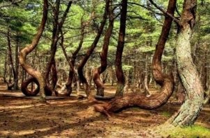 Да, у нас про Танцующий лес тоже много мистики напридумывали для туристов. Но исследования показали что это поражение вредителями на начальной стадии роста. А так то да! Чего только не нафантазировали... Рен тв обзавидуется.