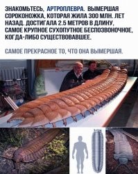 Тогда и сейчас: как современные животные смотрелись бы рядом с их вымершими предками