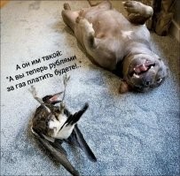 Смешные и познавательные картинки