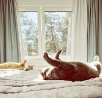 Наши утренние коти радуются солнышку :)