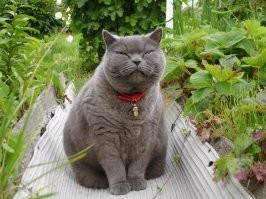 Когда написано британец, то всегда воспринимаю, что это кот и под таким ракурсом читаю текст